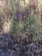 Castilleja exserta