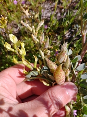 Astragalus lentiginosus nigricalycis