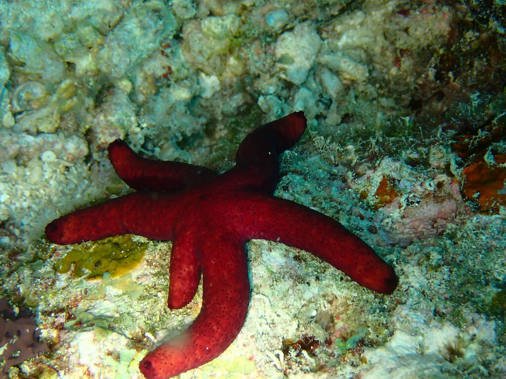 Luzon seastar