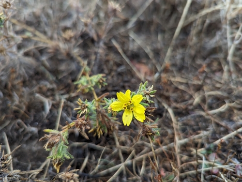 Image of Centromadia fitchii by (c) Alexander Wentworth, some rights reserved (CC BY)