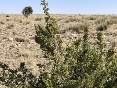 oneseed juniper (Juniperus monosperma)