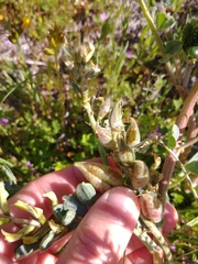 Astragalus lentiginosus nigricalycis
