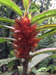 Columnea purpurata