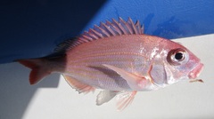 Panga Seabream photo 5
