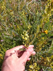 Astragalus lentiginosus nigricalycis