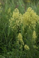 Thalictrum amurense