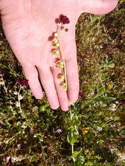 Caulanthus californicus