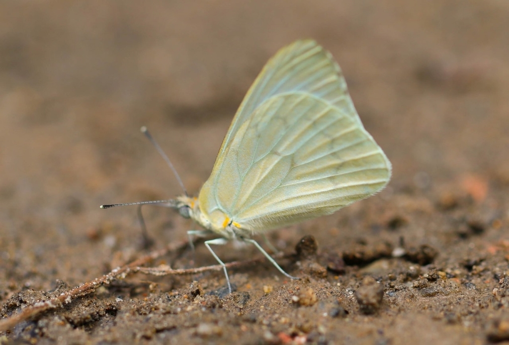 Hesperocharis leucania