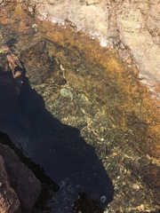 Dolabrifera nicaraguana