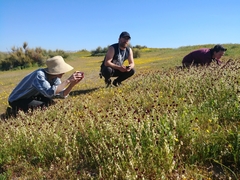 Caulanthus californicus