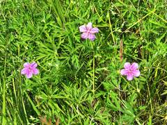 Geranium soboliferum