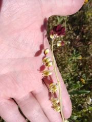 Caulanthus californicus
