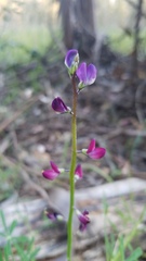 Lupinus truncatus