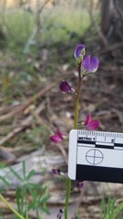 Lupinus truncatus