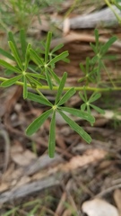 Lupinus truncatus