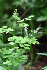 Thalictrum baicalense