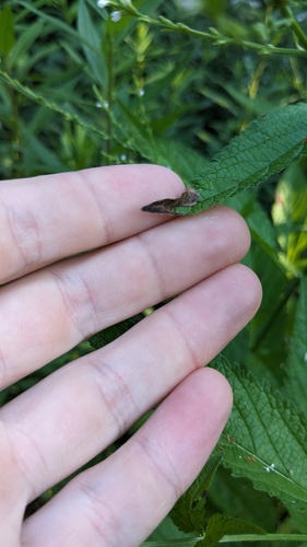 Calycomyza verbenae photo 4