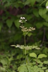 Thalictrum baicalense