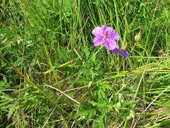 Geranium soboliferum