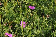 Geranium soboliferum
