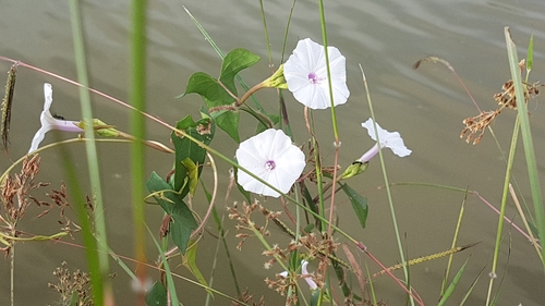 Image of Ipomoea sagittifolia by (c) Samartha S G, some rights reserved (CC BY)
