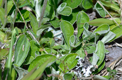 Antennaria plantaginifolia