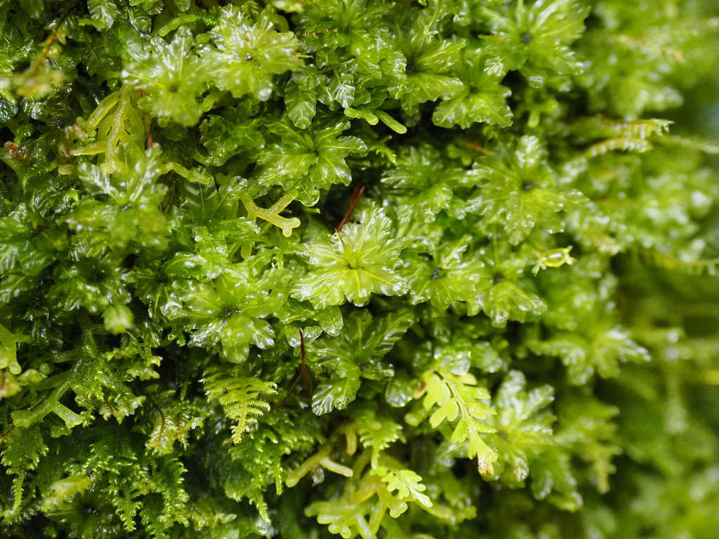 Rhodobryum beyrichianum