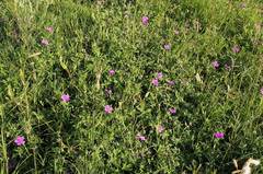 Geranium soboliferum