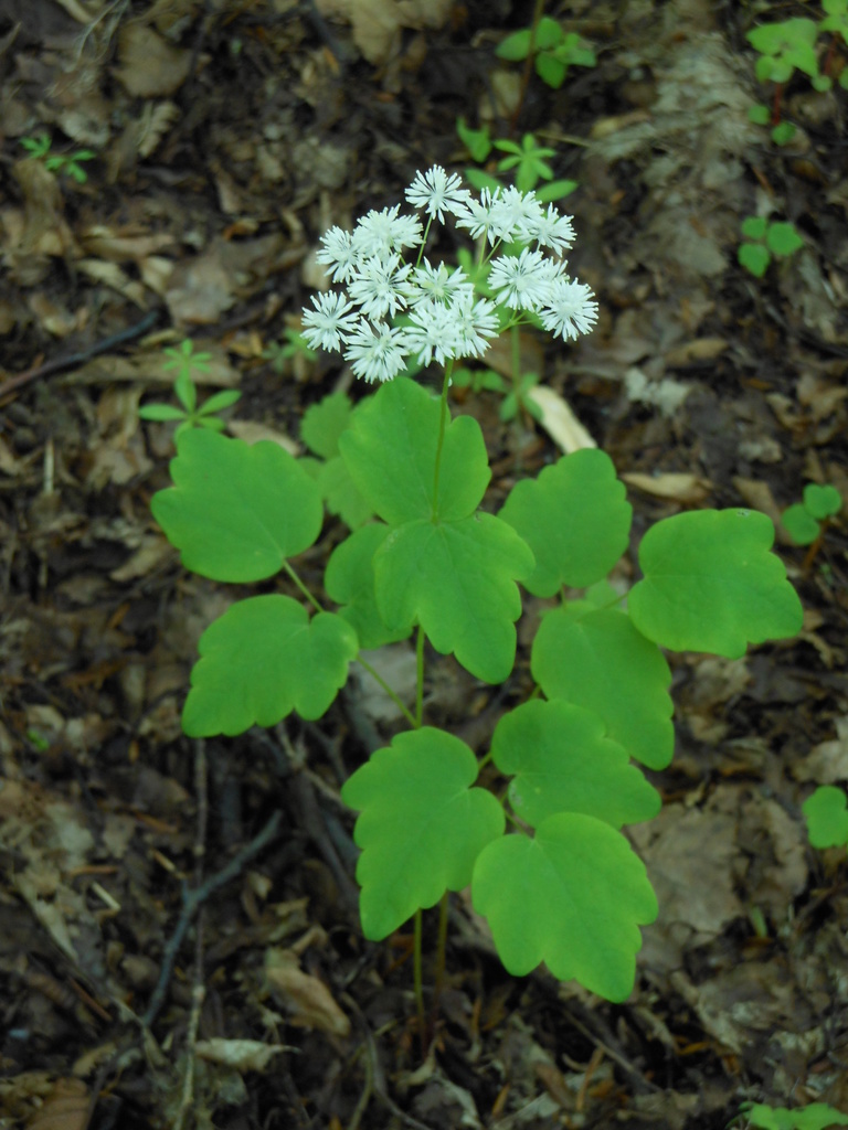 thread-like meadow rue