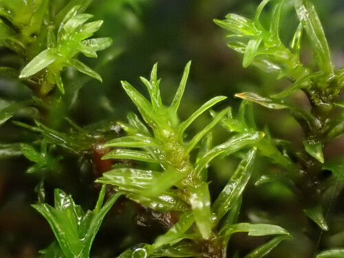 Image of Dichodontium pellucidum by (c) Chris Fluit, some rights reserved (CC BY)