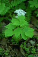 Thalictrum filamentosum