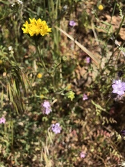 Chaenactis glabriuscula