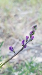 Lupinus truncatus