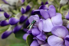 Osmia ribifloris ribifloris