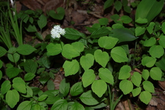 Thalictrum filamentosum