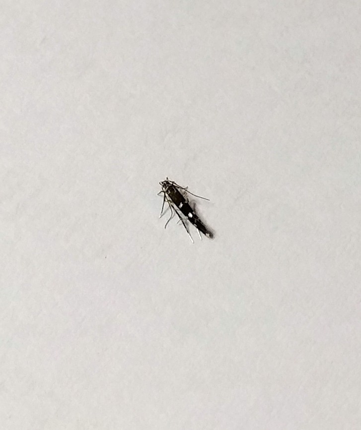Placoptila