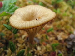 Arrhenia sphagnicola