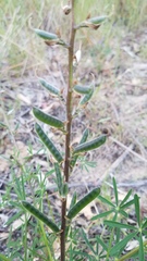 Lupinus truncatus