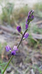 Lupinus truncatus