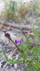 Lupinus truncatus