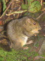 Sundasciurus everetti