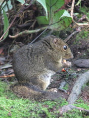 Sundasciurus everetti