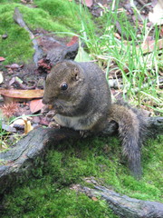 Sundasciurus everetti