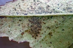 Puccinia plagianthi