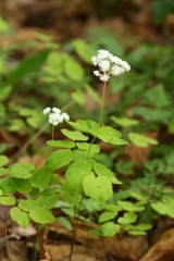 Thalictrum filamentosum