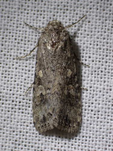 Beet Armyworm Moth photo 4