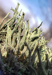 Cladonia ramulosa
