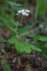 Thalictrum filamentosum