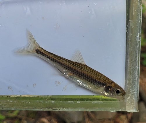 Highfin shiner (Notropis altipinnis) — Cyprinidae — 5