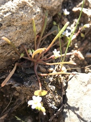 Claytonia parviflora